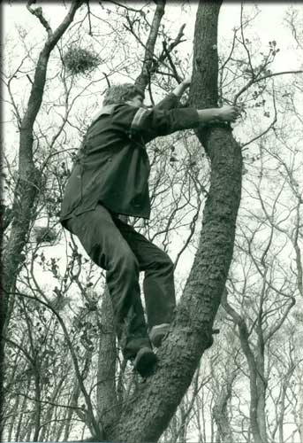 Det er hårdt arbejde at komme op i træet.